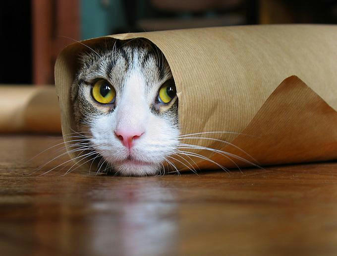 Cat rolled up in a piece of paper